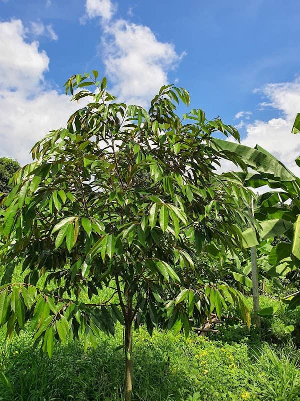 บ้านสวนทุเรียนสถิตคุณ🌳🥜🥔🍄 - Image 1