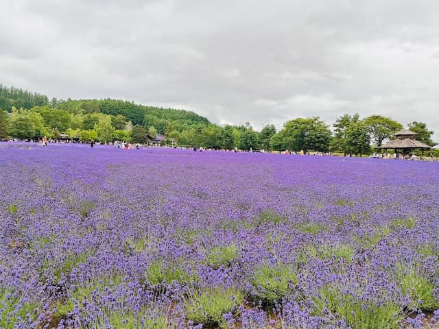 Farm Tomita - Image 1