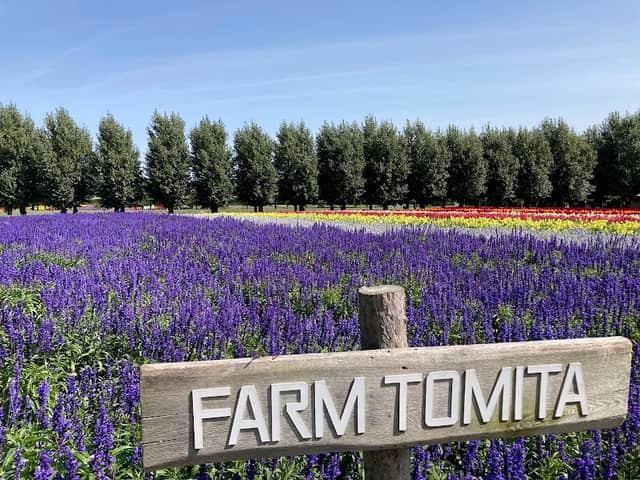 Farm Tomita - Image 3