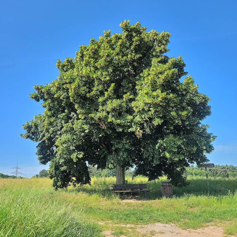 Freiheitslinde - Image 2