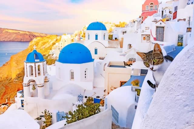 Santorini Cats - Image 2