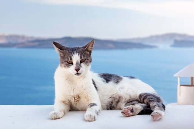 Santorini Cats - Image 1