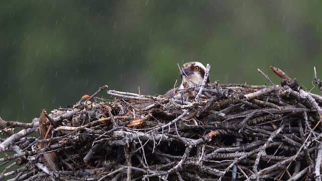 Hellgate Osprey Nest - Image 1