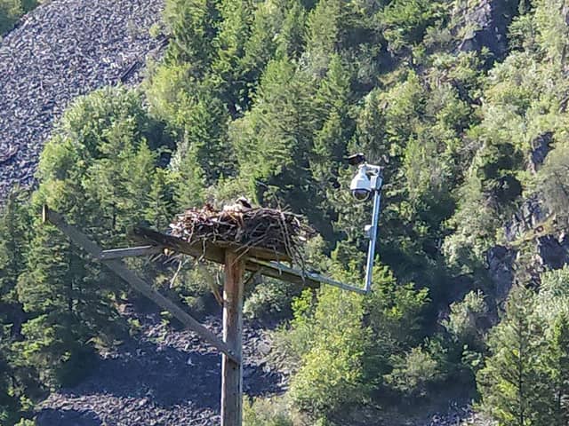 Hellgate Osprey Nest - Image 2