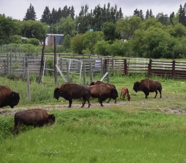 Minnedosa Bison Park - Image 1