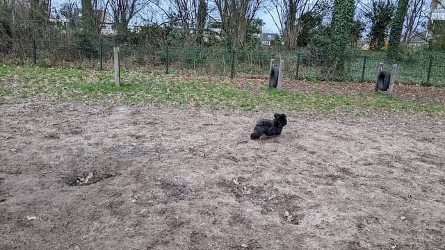 Dog playground - Image 1