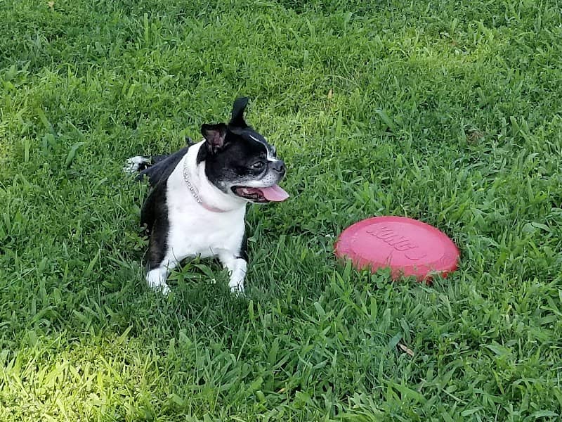 Andersen Dog Park - Image 2