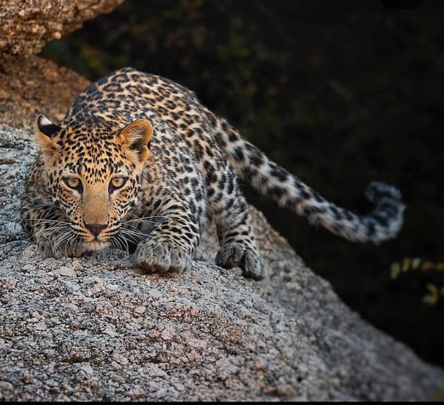 Jawai Darpan Safari - Image 1