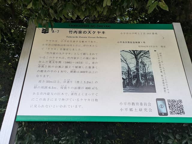 Large zelkova of Takeuchi house - Image 2