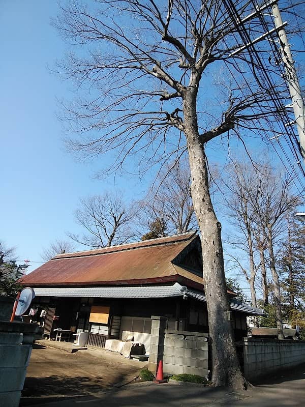 Large zelkova of Takeuchi house - Image 1