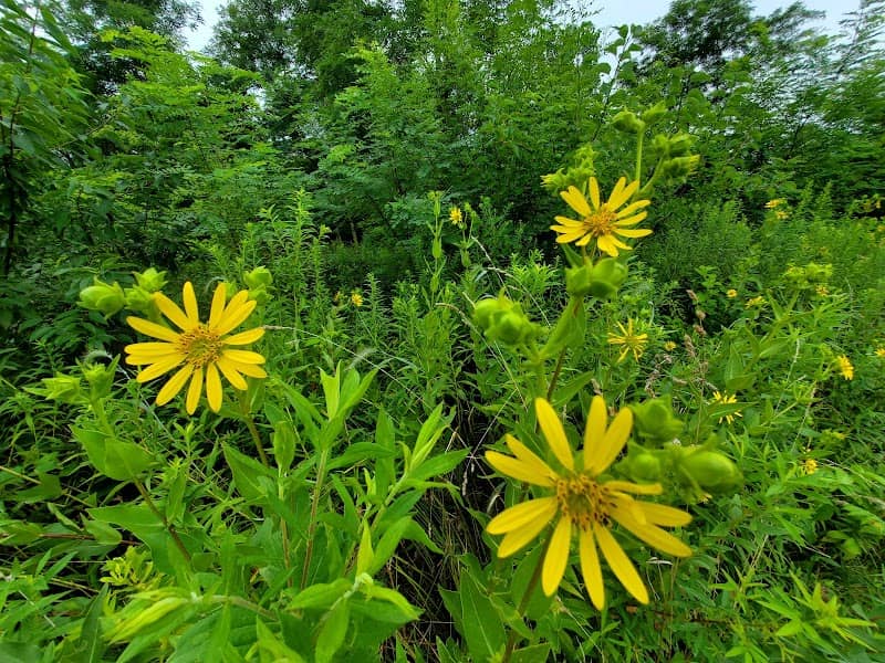 Kingsbury Park District Nature Preserve - Image 1