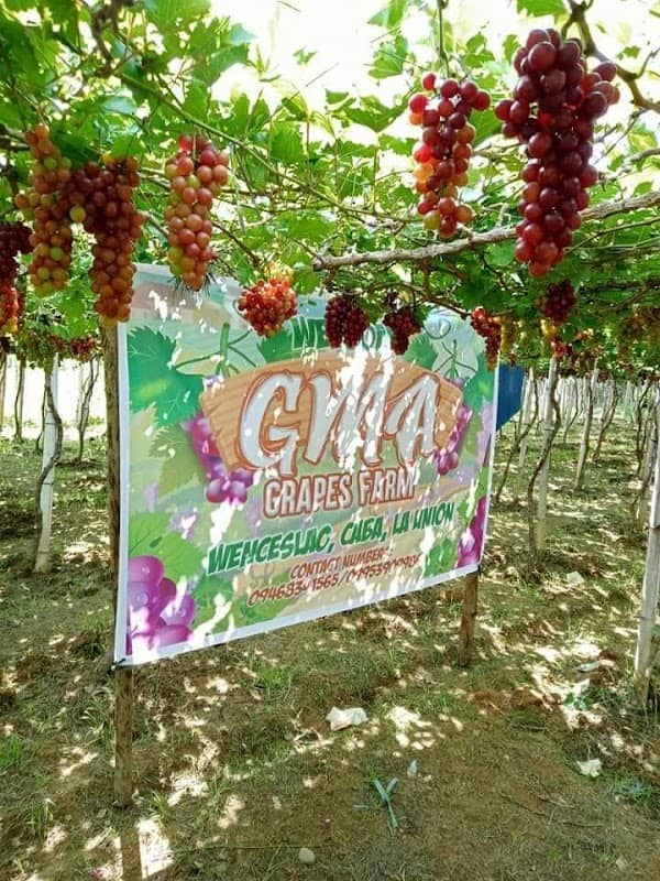 Gma grapesfarm - Image 1