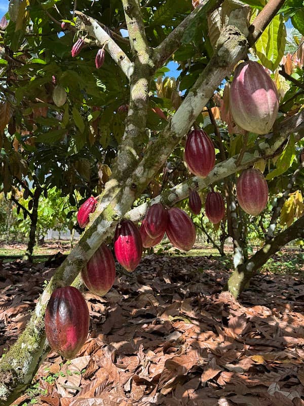 North Fields Coffee Tour - Image 2