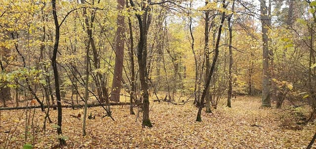 Lis Pushcha-Vodytsya - Image 1