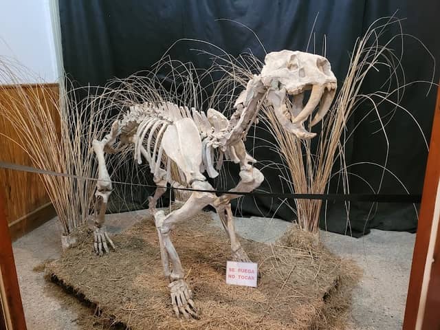 Museum of Anthropology and Natural Sciences - Image 2