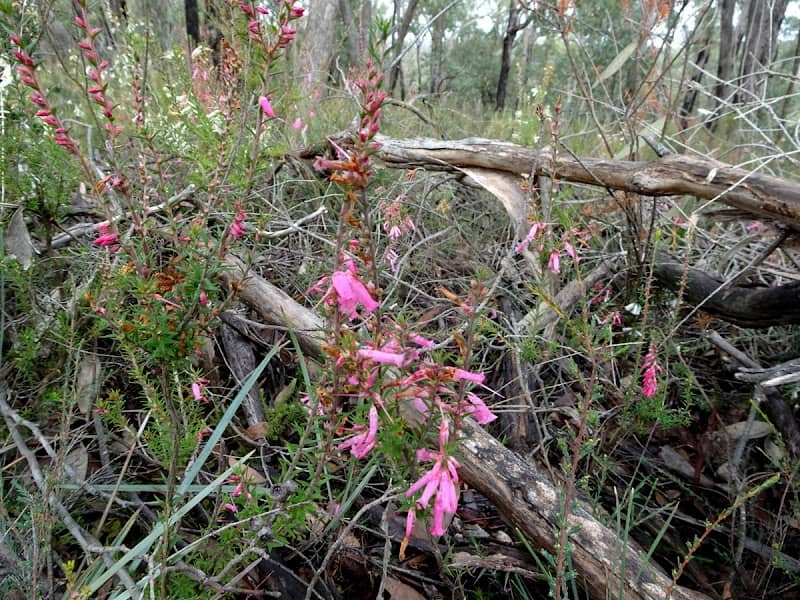 Durham Lead Nature Conservation Reserve - Image 1