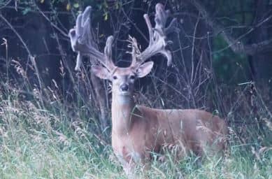 The Refuge Ranch | Michigan Trophy Deer Hunts - Image 1