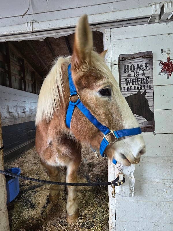 Last Chance Horse And Pony Rescue - Image 1