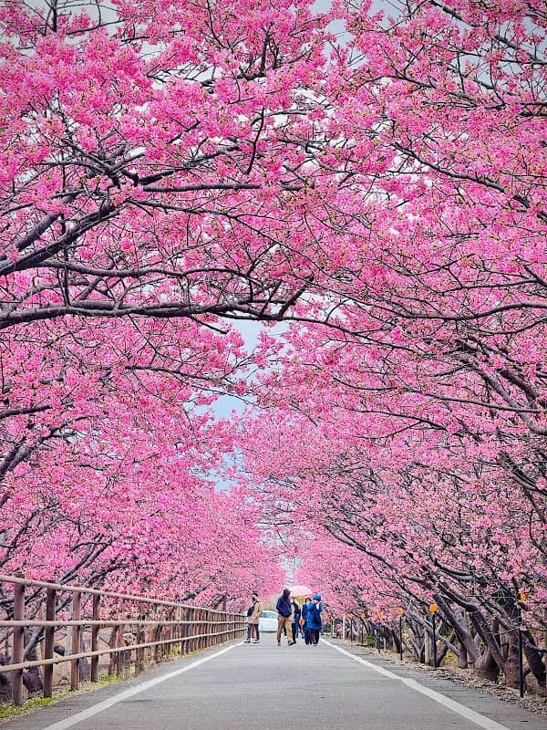 浜岡砂丘 河津桜並木 - Image 1
