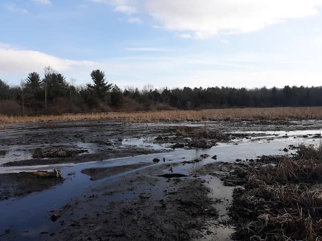 Vosburgh Swamp Wildlife Management Area - Image 1