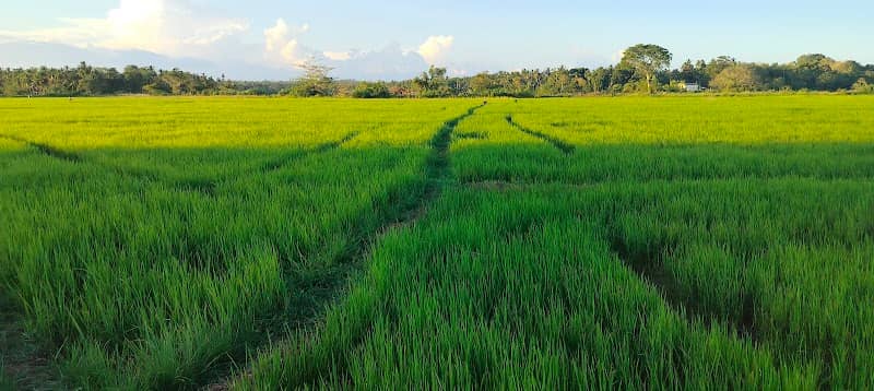 Nalagama Irrigation lake - Image 1