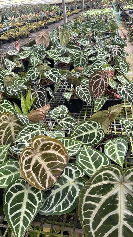 Eden Garden For Exotic Flora Co.,Ltd - Image 1