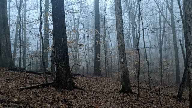 Tangeman Woods and Outdoor Lab - Image 1