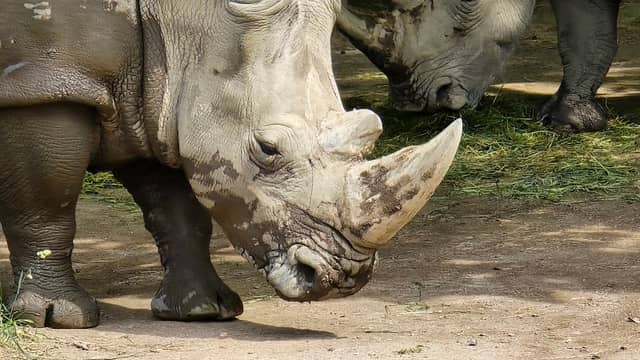 Dortmund Zoo - Image 1