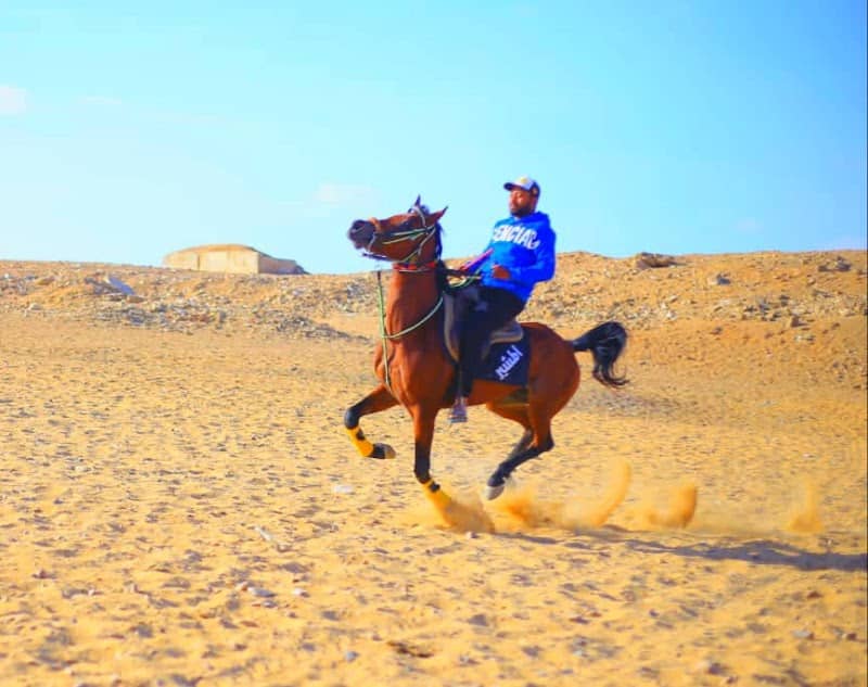 مربط الفرس - Image 1