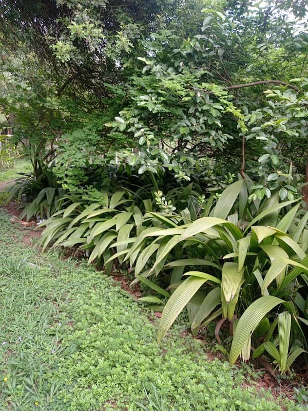 Bosque da Vila Guiomar - Image 1
