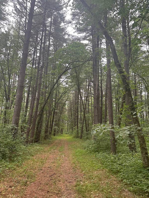 Stephens State Forest - Image 2