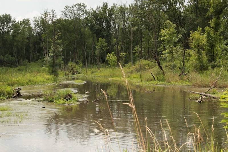 Estel Wenrick Wetlands - Image 1