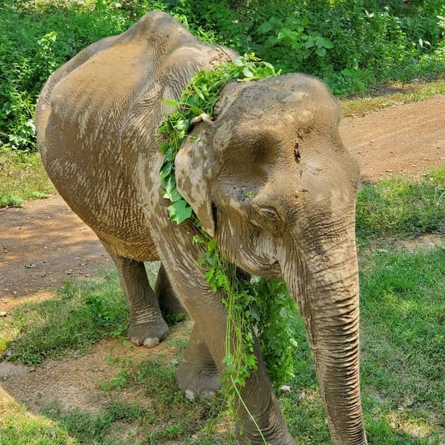Boon Lott’s Elephant Sanctuary - Image 1