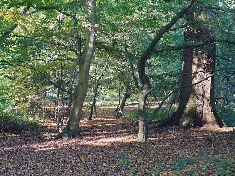 Hatfield Forest - Image 3