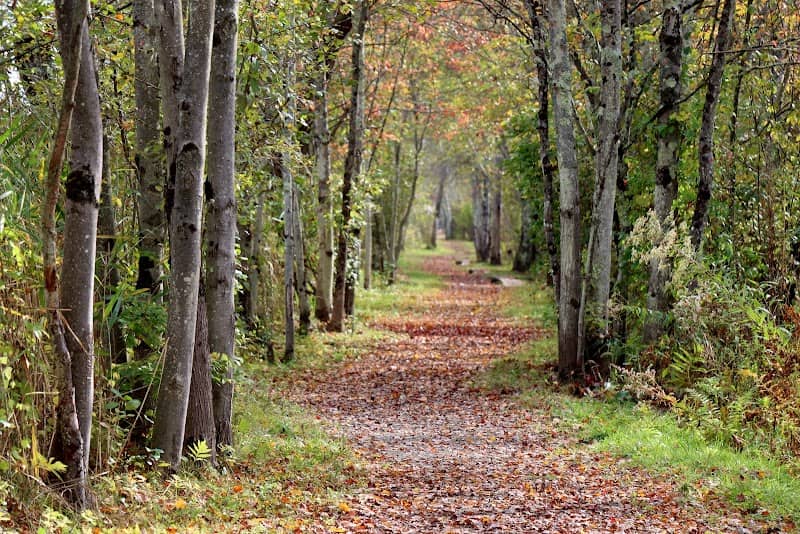 Bog Meadow Brook Nature Trail - Image 2