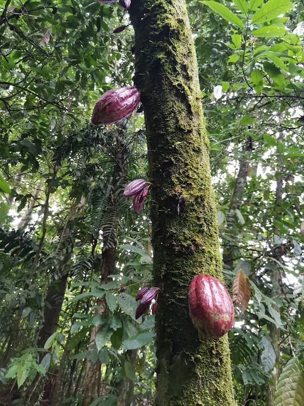 Costa Rica Best Chocolate - Image 3