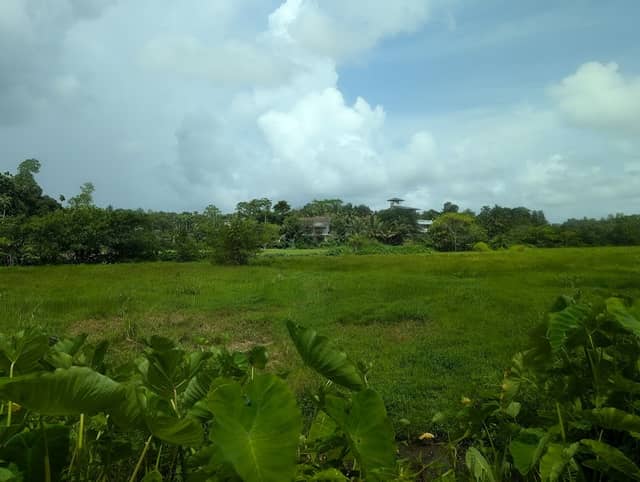 Rice Field View Point - Image 1