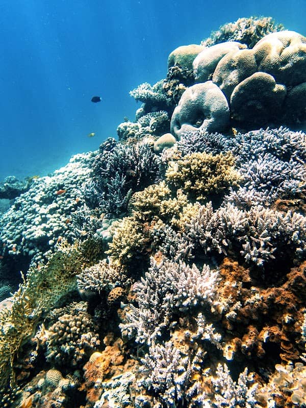 Coral reef redsea - Image 3