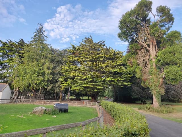 The Wishing Tree - Image 1