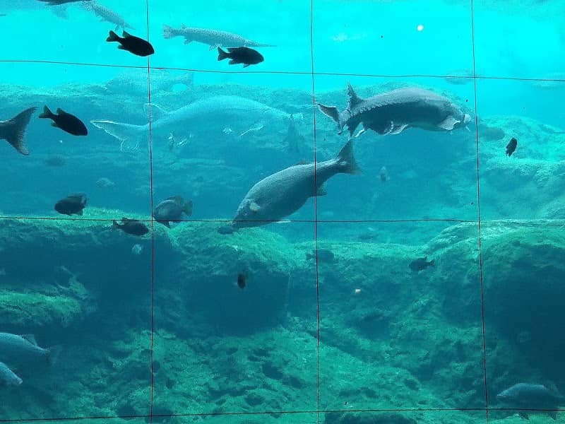 Flint RiverQuarium - Image 2