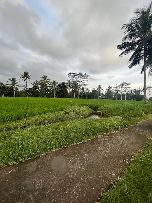 Banjar mancingan Rice trekking - Image 2