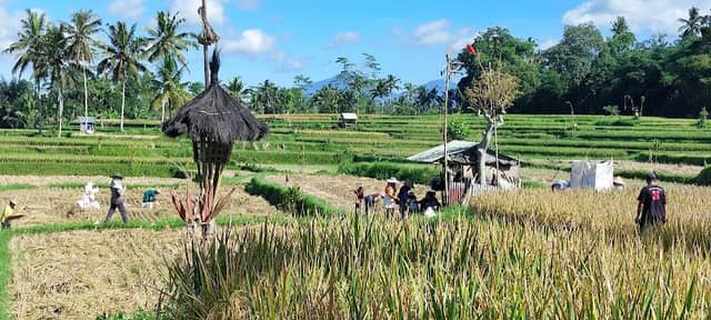 Banjar mancingan Rice trekking - Image 3