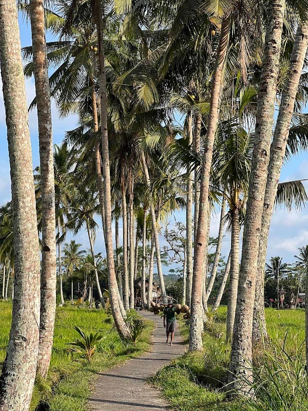 Banjar mancingan Rice trekking - Image 1
