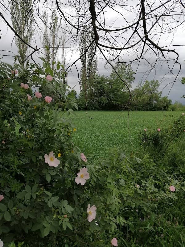 modikli - Image 1
