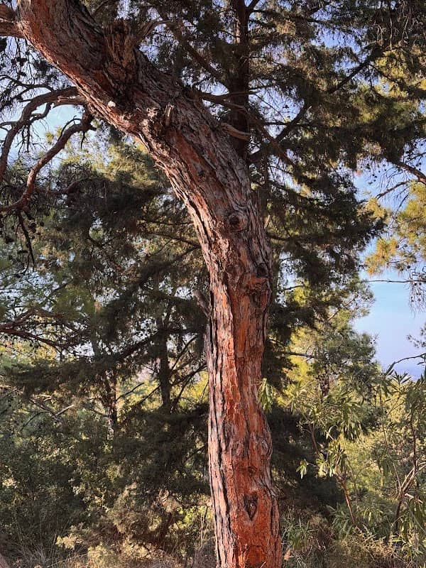 Jimbo's Tree - Image 2