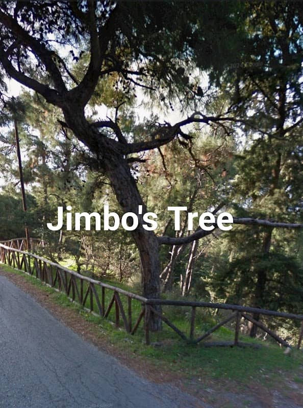 Jimbo's Tree - Image 1