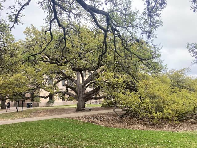 Century Tree - Image 3