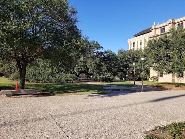 Century Tree - Image 1