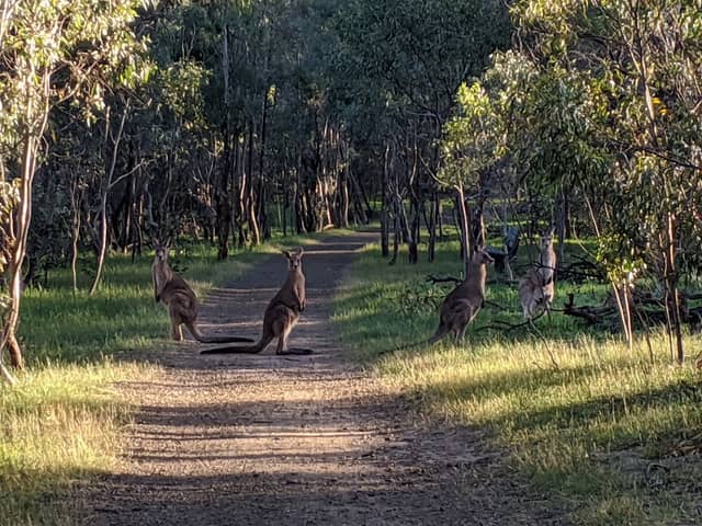 Gresswell Hill Nature Conservation Reserve - Image 1