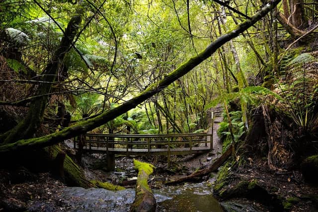 Myrtle Gully Falls - Image 1